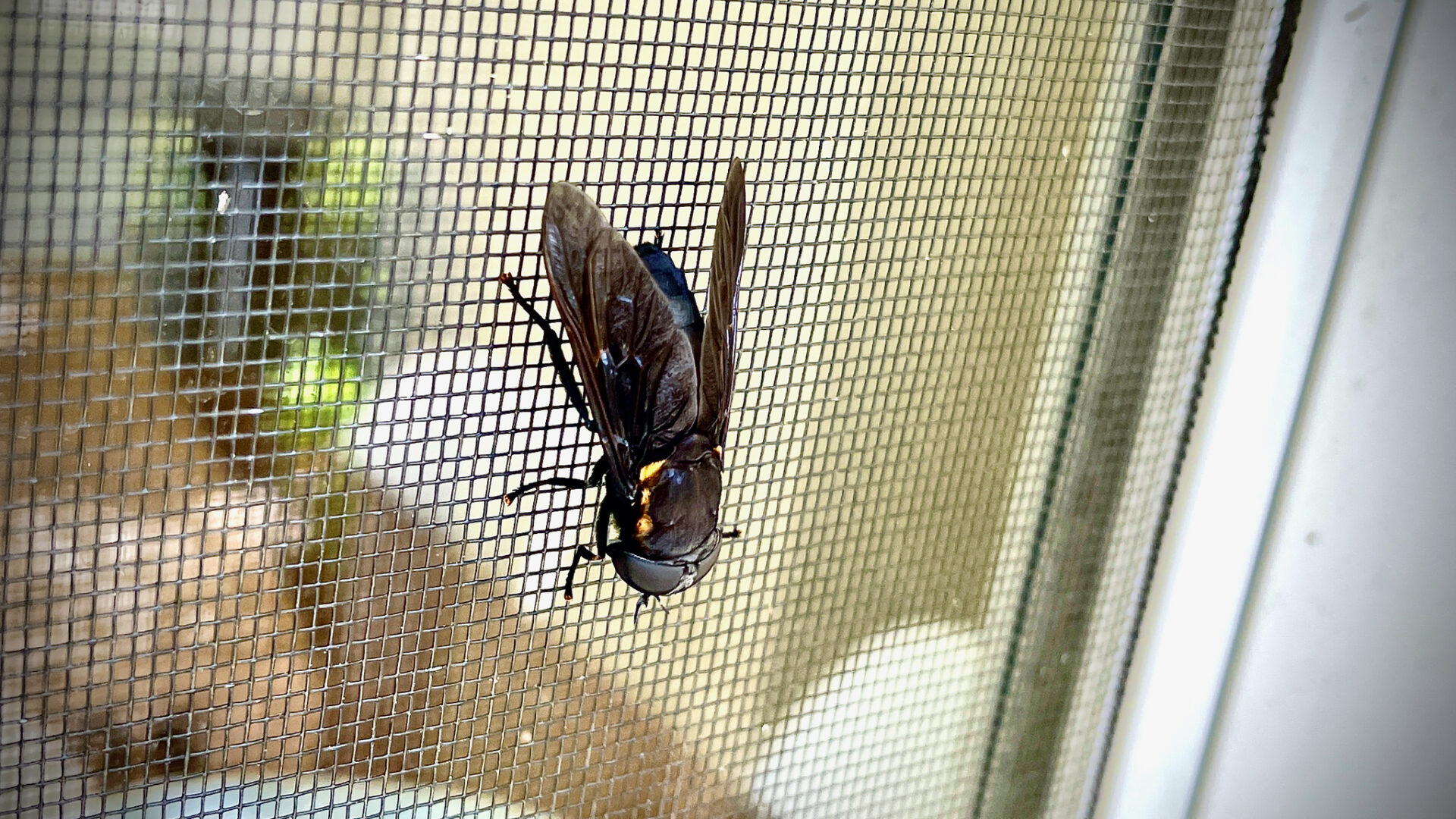 Black Horse Fly