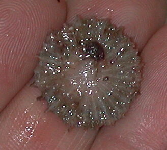 Mushroom Coral