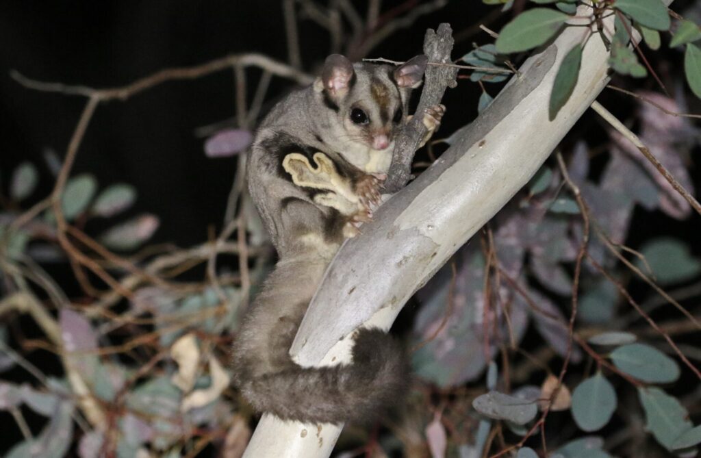Sugar Glider