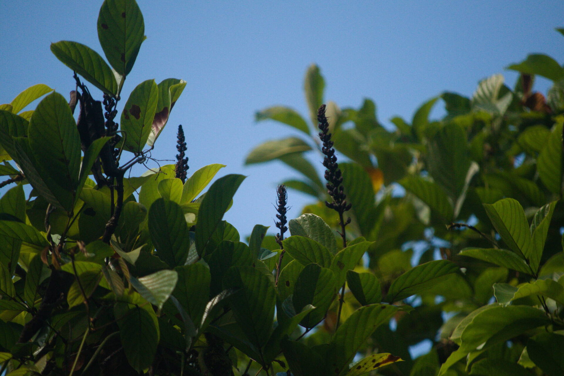 Wilson’s Clusterpea