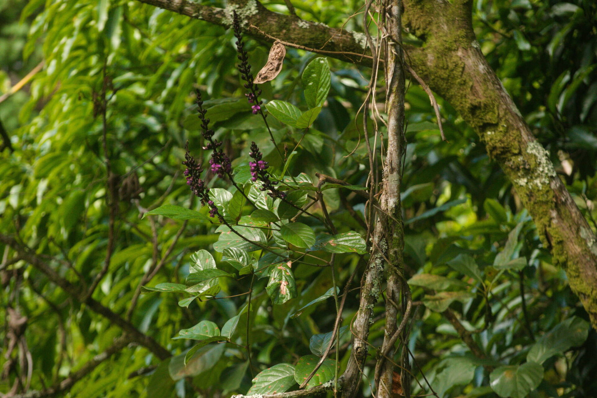 Wilson’s Clusterpea