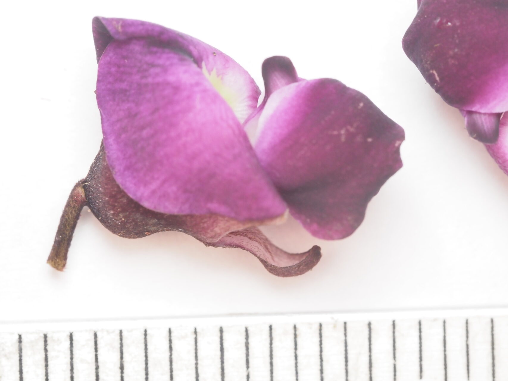 Wilson’s Clusterpea