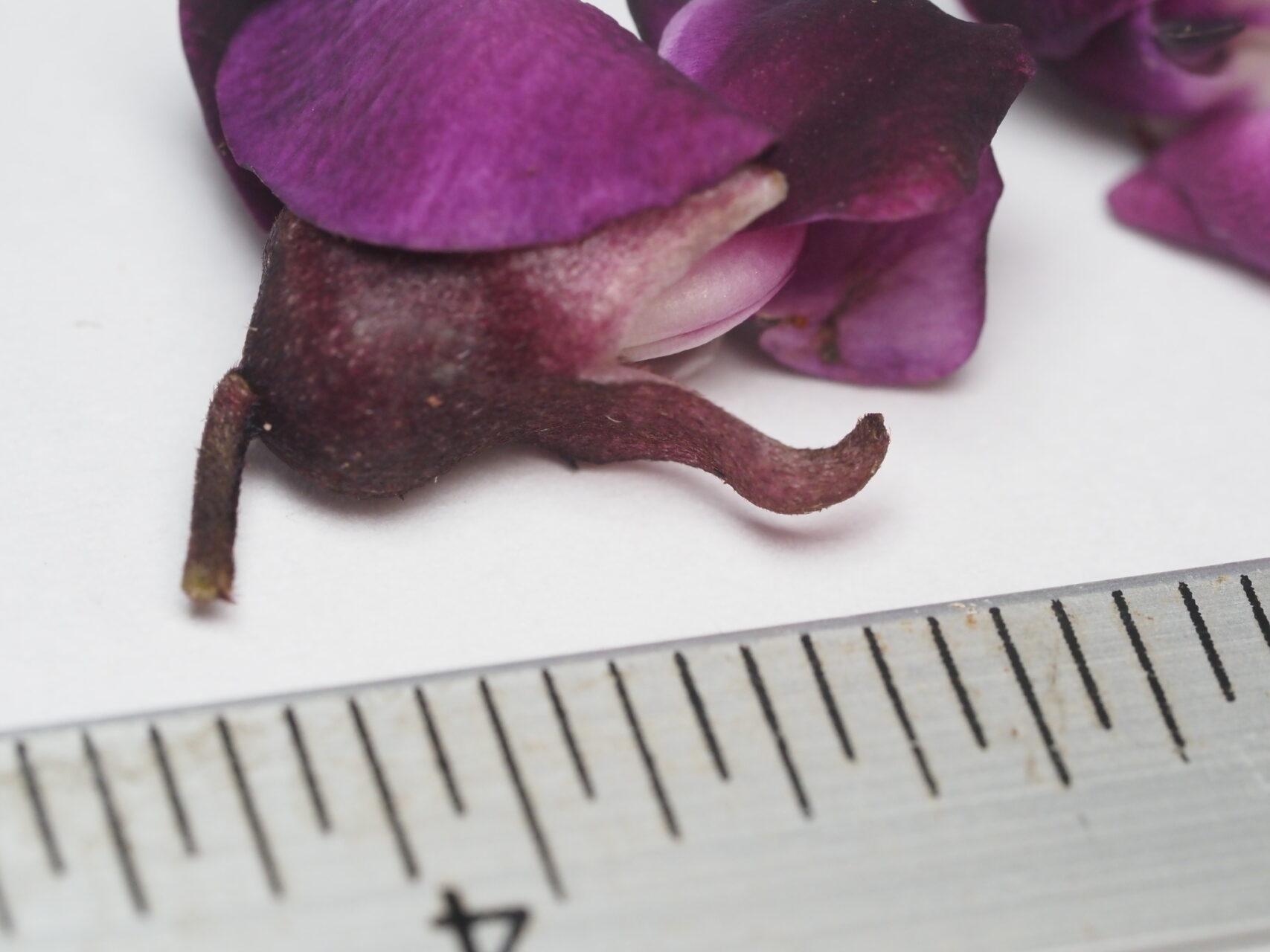 Wilson’s Clusterpea