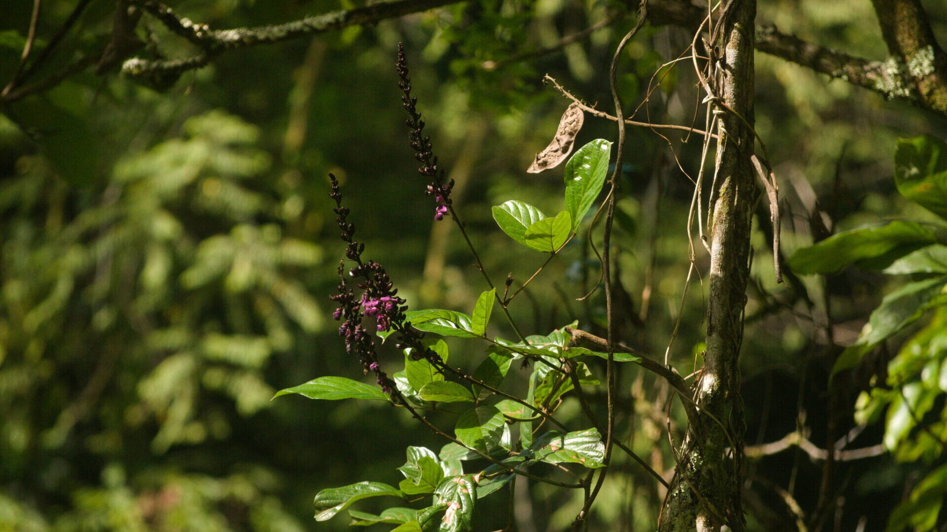 Wilson’s Clusterpea