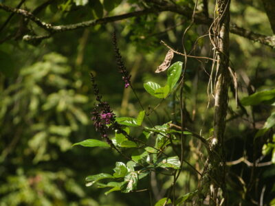 Wilson&rsquo;s Clusterpea
