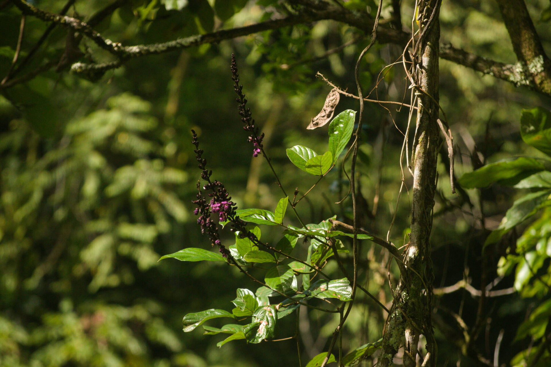 Wilson’s Clusterpea